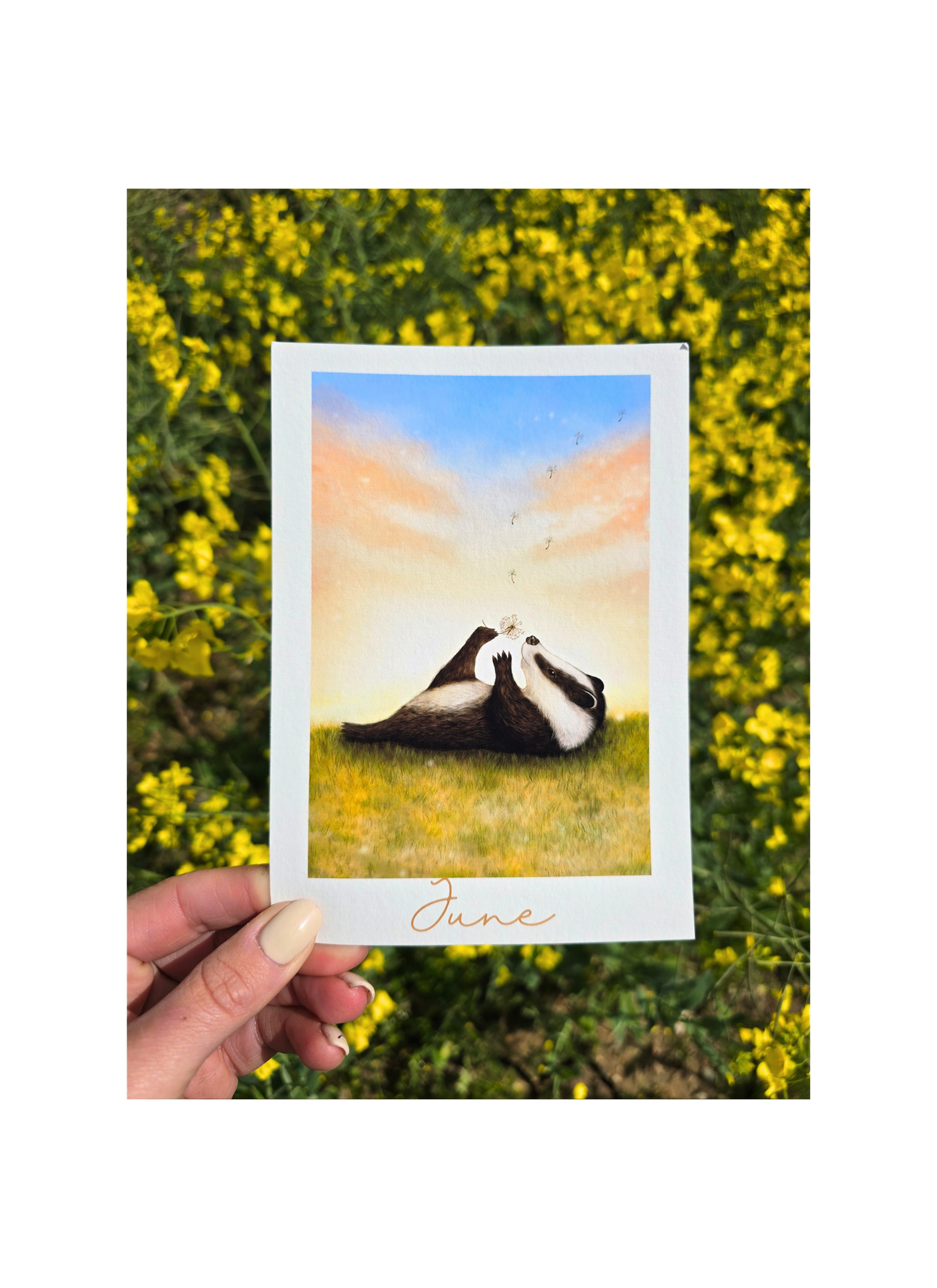 art print of a badger in a field with yellow flowers